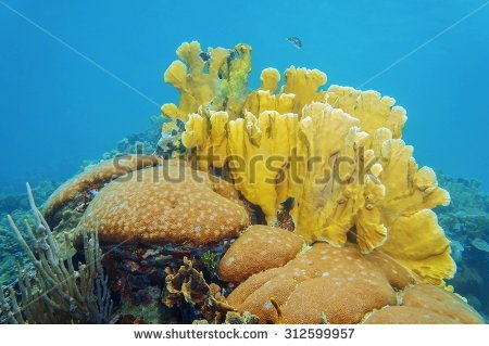  Millepora complanata (Fire Coral, Stinging Coral)
